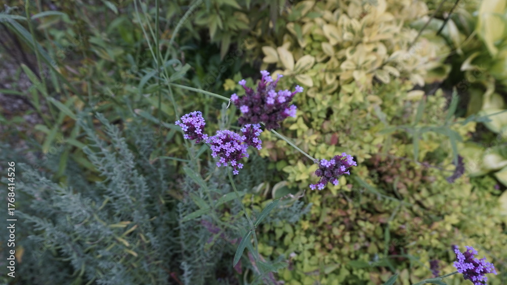 Obraz premium flowers in the garden 정원의 꽃 자연