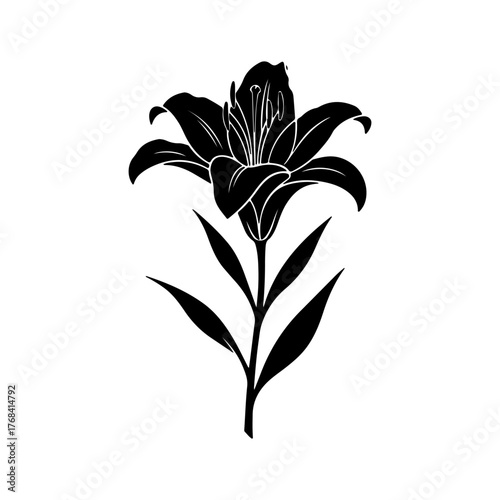 vector illustration of a lily