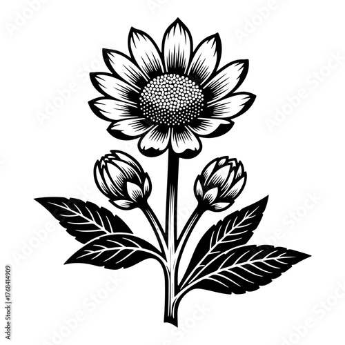 vector illustration of a sunflower