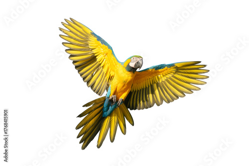 A vibrant photograph of a Blue-throated Macaw in flight against a pure white background.