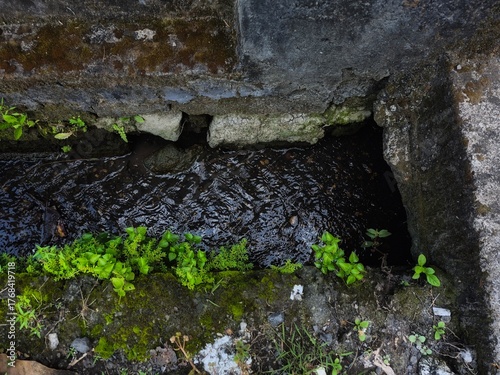 Dark water flowing through a narrow concrete drainage channel with moss and small green plants