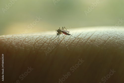 Mosquito biting human skin blood can be seen in abdomen penetrating human barrier with specialized proboscis with blurry background on horizontal orientation