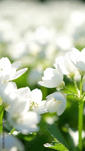 Close-up of bright white blossoms, shallow depth-of-field, creating a soft, ethereal landscape