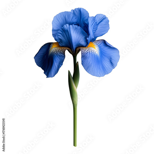 A single blue iris with slender petals isolated on transparent background	