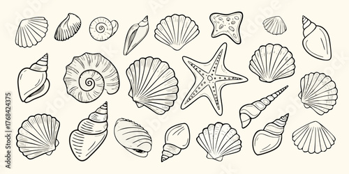 Collection of hand drawn seashells and starfish illustrations on a light background