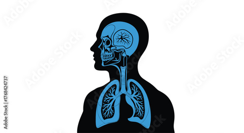 Anatomical illustration showing human head, neck, and chest structures including skull, brain, throat, windpipe, and lungs in blue over black.