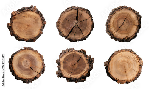 cross section of tree trunk, top view of a thick tree slice trunk with irregular edges and visible knots isolated on a transparent background	