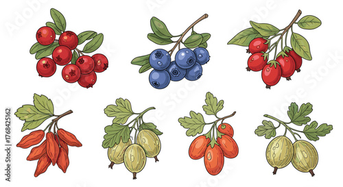 Assorted berry branches with lingonberries, blueberries, hawthorns, barberries, goji berries, and gooseberries in a botanical illustration style.