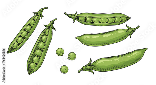Illustration of several pea pods, some open to show the peas inside, on a white background, suitable for culinary or agricultural themes.