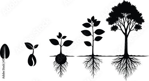 Plant growth stages illustration, seed to tree evolution, root development graphics, nature life cycle concept, flat vector illustration