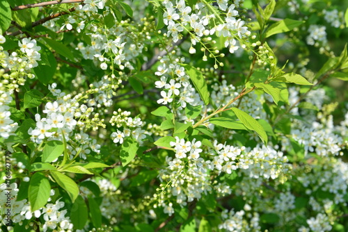 White Blossoms and Green Leaves of bird cherry in Spring