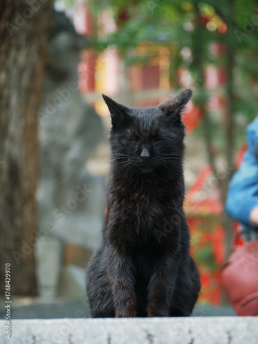 cat on a tree
