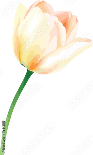 beautiful Watercolor tulip flower on vector illustration