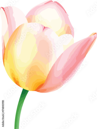 beautiful Watercolor tulip flower on vector illustration