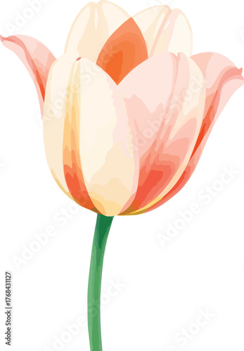 beautiful Watercolor tulip flower on vector illustration