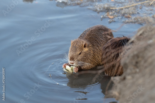 Wild nutria eating vegetables on ice in winter.Adaptation and survival of wild animals in the wild with the help of humans.