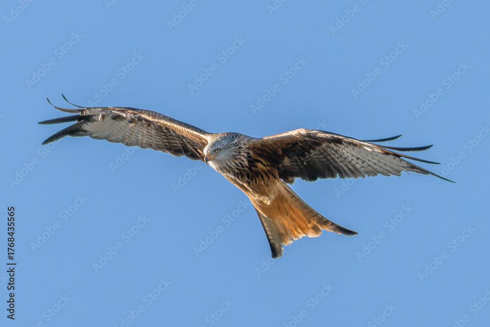 Obraz premium Red Kite in flight