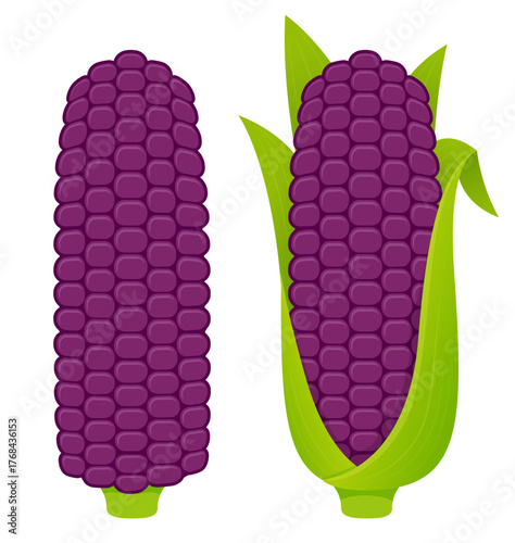 Purple Peruvian corn cobs on white background, hulled and with husk. Cartoon vector illustration set.
