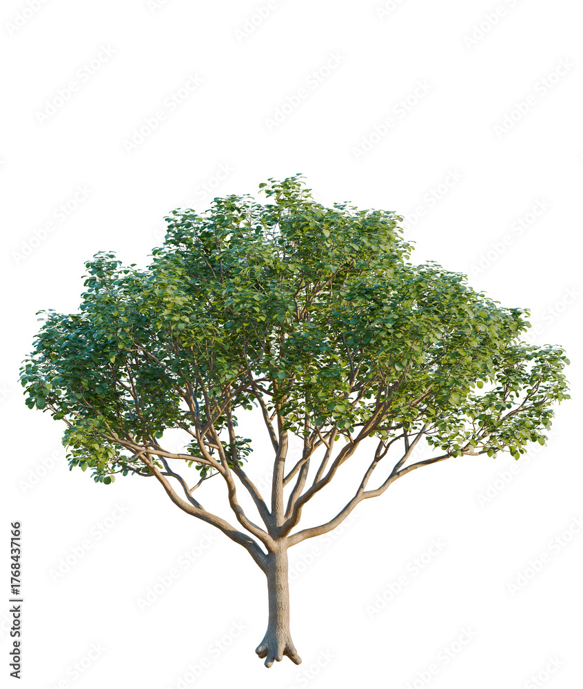 Obraz premium Cotinus coggygria tree cutout, front view, transparent background, isolate, Lush green tree with detailed branches and vibrant leaves, perfect for nature scenes