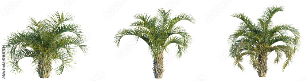 Fototapeta premium Butia capitata tree cutout, front view, transparent background, isolate, Vibrant palm trees bring tropical paradise vibes to your designs