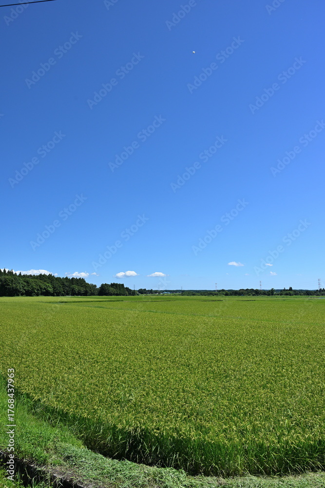 Naklejka premium 夏の田園風景（青森県）
