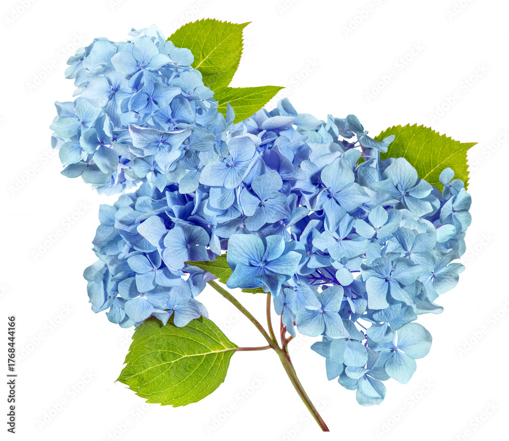 Obraz premium Blue hydrangea flower isolated on a transparent background.