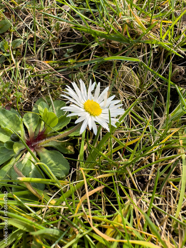 Ein einzelnes Gänseblümchen blüht auf einer grünen Wiese
