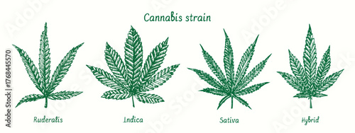 Cannabis strain. Ruderalis, indica, sativa, hybrid. Ink black and white doodle drawing.