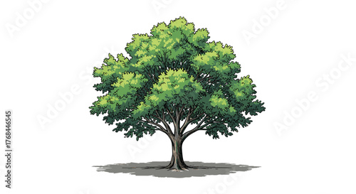 Illustration of a lush green deciduous tree with a thick trunk and expansive canopy casting a shadow.