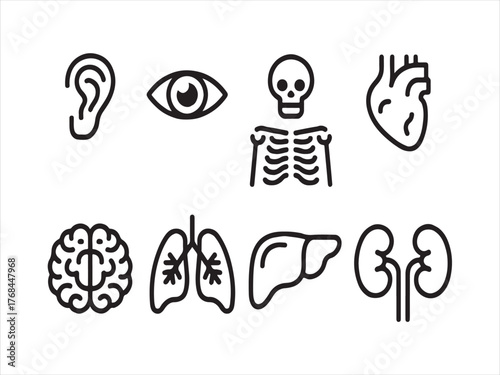 Sleek line art anatomy icon set for modern medical designs and educational content needs for healthcare professionals