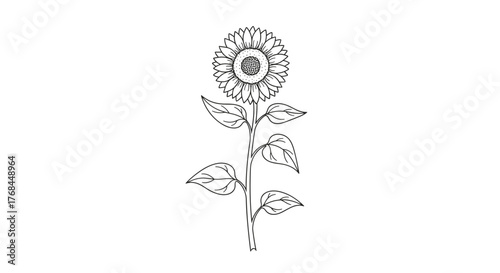 A simple black and white line drawing of a single sunflower with several leaves on its stem.