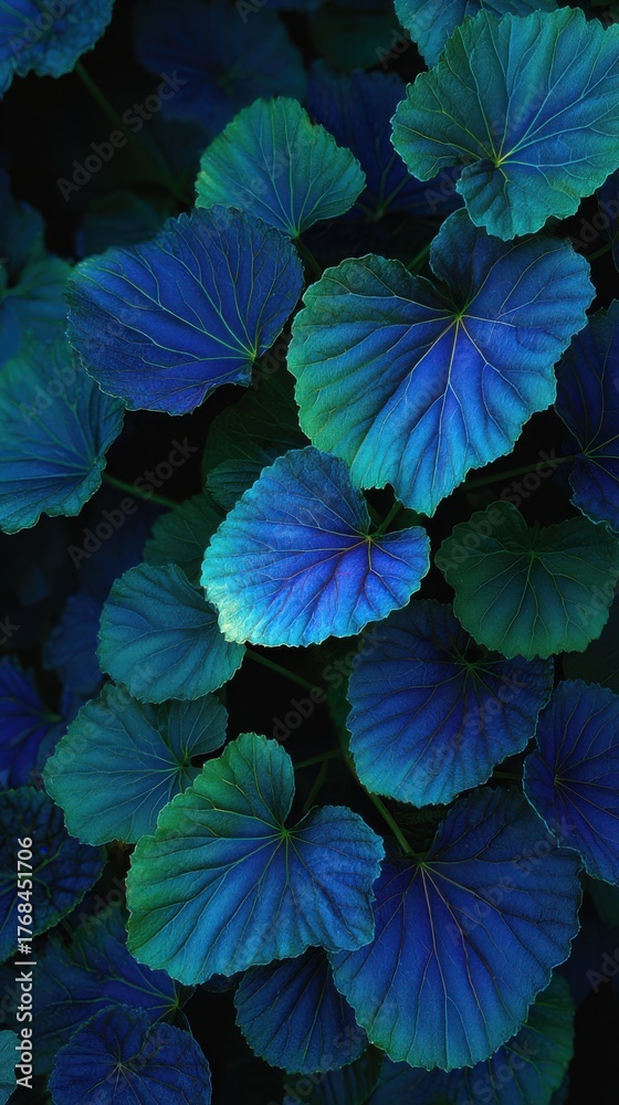 Fototapeta premium Abstract close up of large textured deep blue and green elephant ear plant leaves with dramatic lighting