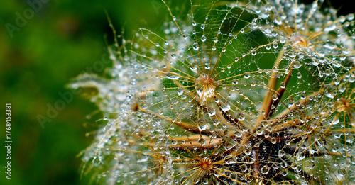 A wildflower after the rain, Sainte-Apolline, Québec, Canada