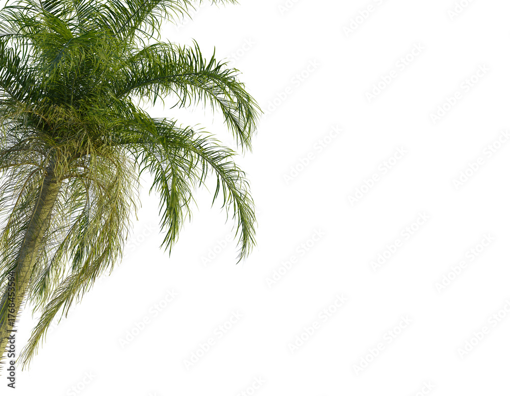 Fototapeta premium Acrocomia aculeata tree corner view, cutout, transparent background, isolate, Vibrant palm fronds sway gently, evoking tropical paradise and summer relaxation.
