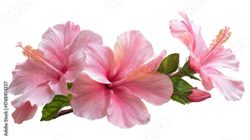 Delicate pink hibiscus flowers with green leaves and buds isolated on white background