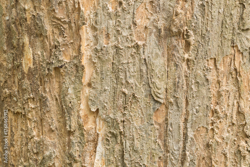 Teak tree bark texture fine quality wood