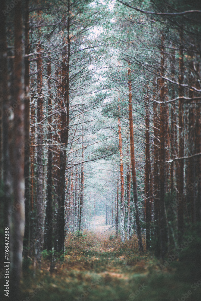 Obraz premium footpath in the woods