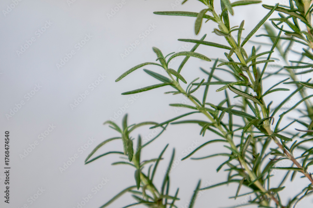 Obraz premium Rosemary plant, Fresh herb on white background