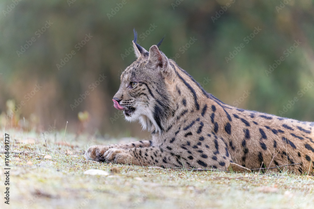 Fototapeta premium Iberischer Luchs liegt entspannt auf der Wiese