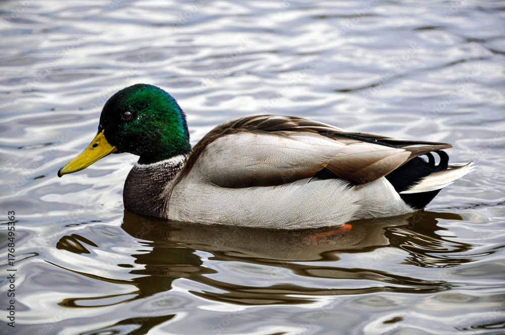Obraz premium A male mallard duck, or drake, is gracefully swimming on the surface of the water. The photograph captures in detail how the water ripples around the bird, creating soft waves that highlight the calm 