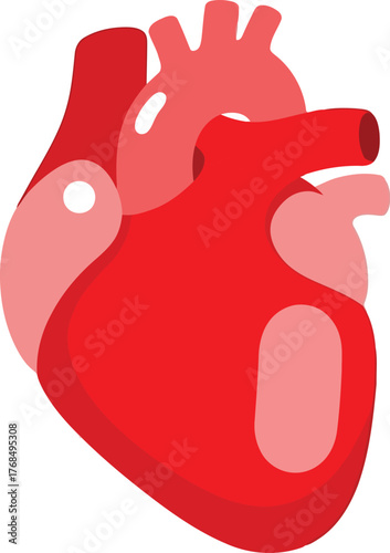 Stylized anatomical heart vector illustration vector
