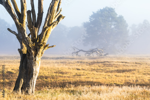 Lüneburg Heath in autumn