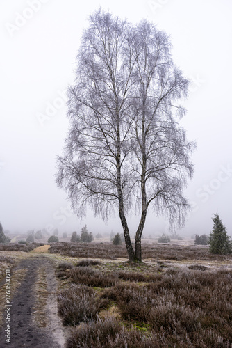 Lüneburg Heath in winter