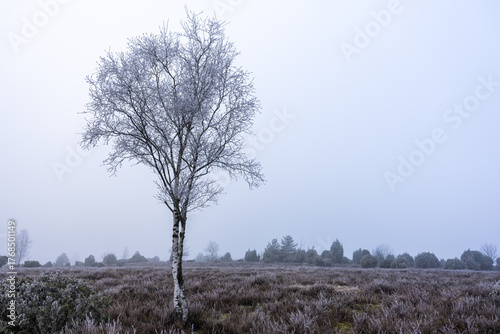 Lüneburg Heath in winter