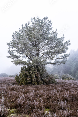 Lüneburg Heath in winter