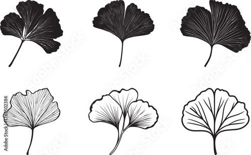 Ginkgo leaves in black and white, with a white background.