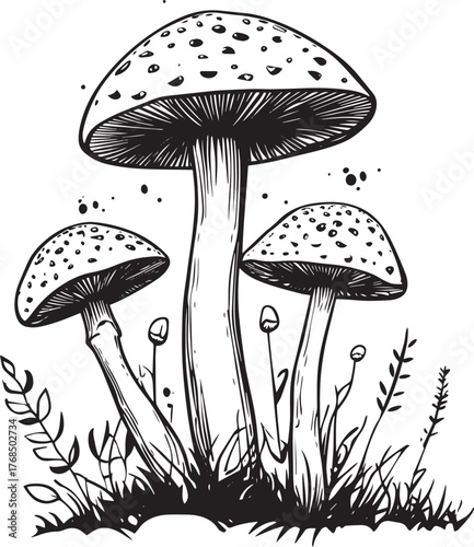 Three mushrooms in a forest setting.