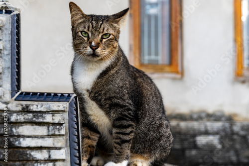 Tabby Cat with Green Eyes Sitting Outdoors on Stone Ledge in Natural Light