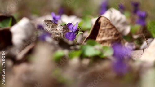 spring forest, violets blooming