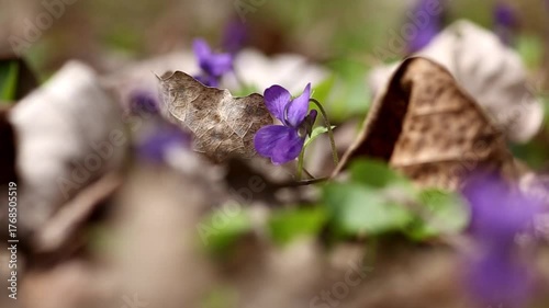spring forest, violets blooming